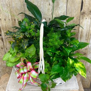 Grande Dish Garden in Basket