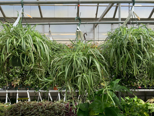 Decorated Foliage Hanging Baskets