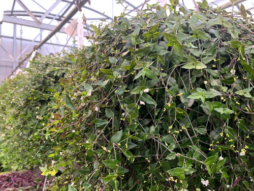 Decorated Foliage Hanging Baskets