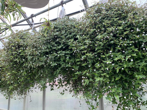 Decorated Foliage Hanging Baskets