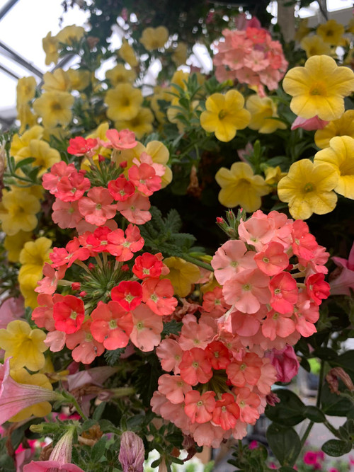2 Decorated Hanging Baskets