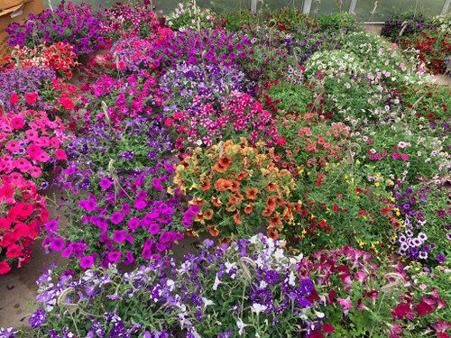 2 Decorated Hanging Baskets