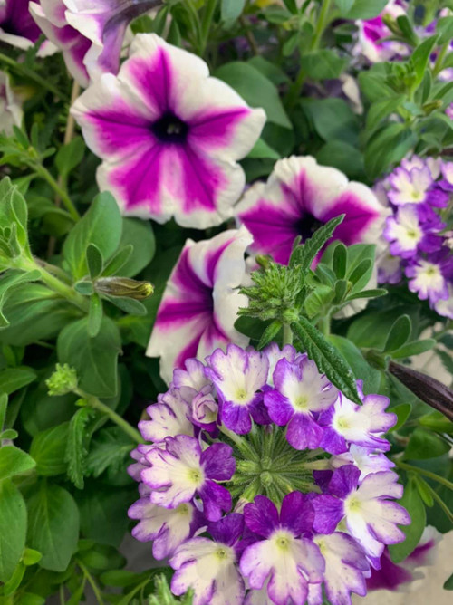 2 Decorated Hanging Baskets
