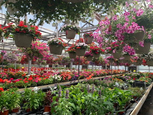 2 Decorated Hanging Baskets