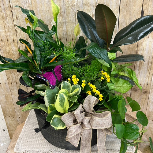 Large European dish garden with mixed indoor plants for funeral and memorial services