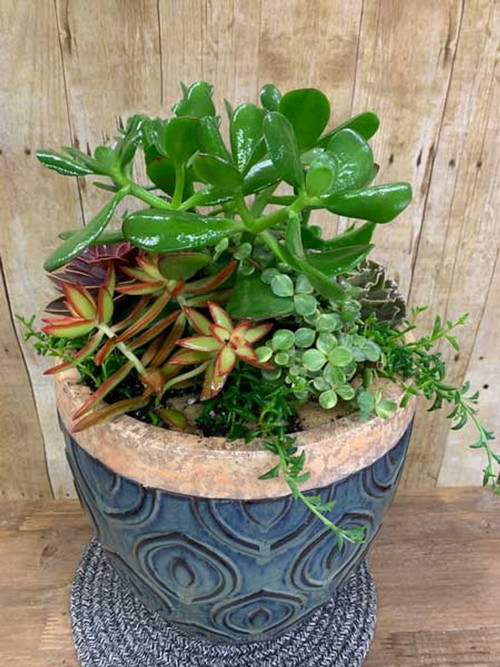 Grande Succulent Planter