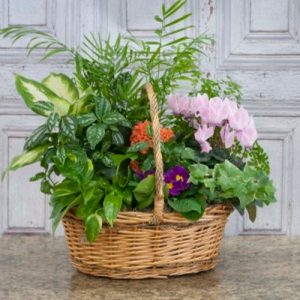 European Flowering Dish Garden Basket