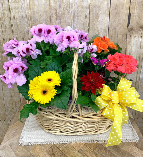 Grande Basket of Flowering Plants