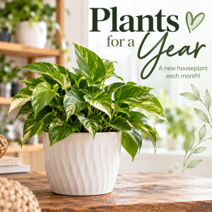 Houseplant Delivery for a Year – Monthly Foliage Plant Subscription