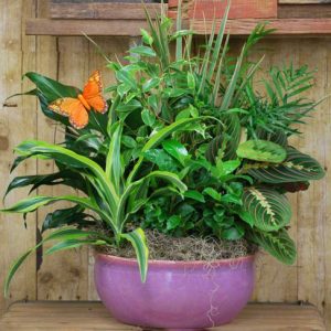 Grande Dish Garden in dish