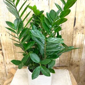 Foliage Plant in container