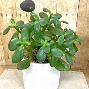 Harmony Potted Jade Plant