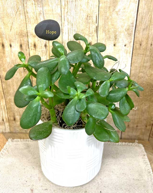 Harmony Potted Jade Plant