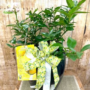 Lemon Paradise