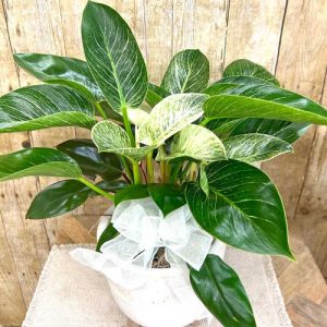 Modern Foliage Plant
