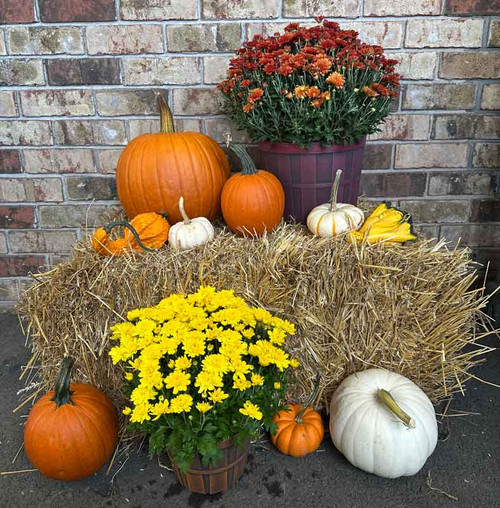 $70 fall garden arrangement featuring colorful mums, pumpkins, gourds, and seasonal accents.